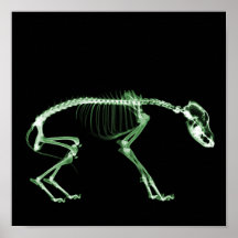 Bad Dog X-ray Skeleton in Green Posters