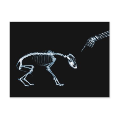 Bad Dog Xray Skeleton Black Blue Post Card by VoXeeD