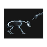 Bad Dog Xray Skeleton Black Blue postcards