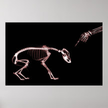 Bad Dog Xray Skeleton Black Red Poster
