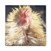 Bad Feather Day Magnets