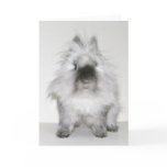 Bad hair day bunny card