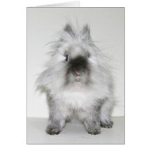 Bad hair day bunny card