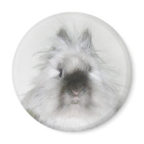bad hair day bunny magnet