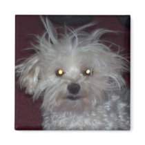 Bad Hair Day - Dog and People Humour Fridge Magnet