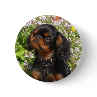Badge: King charles spaniel / English toy dog Pins by kcpetcollectables