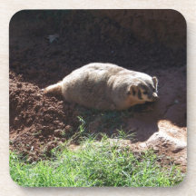 Badger Beverage Coaster