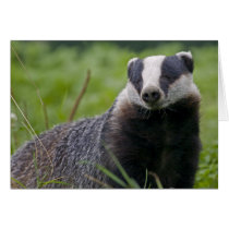 Badger Card