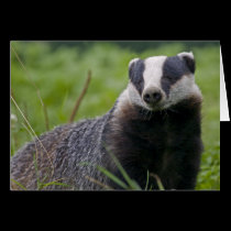 Badger Card
