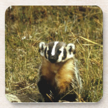 Badger Coasters