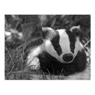 Badger in Black and White