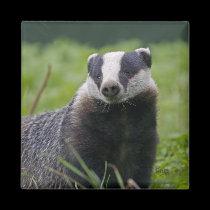 Badger Magnet