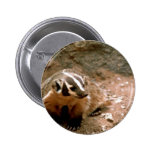 Badger Pinback Buttons