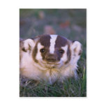 Badger Post Cards