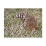 Badger Postcard