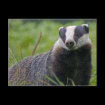 Badger Postcard