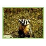 Badger Postcard