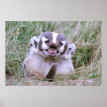 Badger Poster