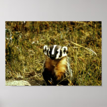 Badger Poster
