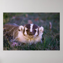 Badger Print