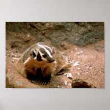 Badger Poster