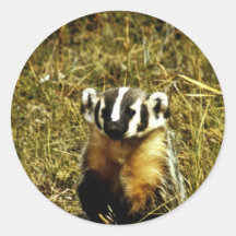 Badger Round Stickers