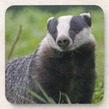 Badger Set of 6 Coasters