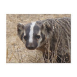 Badger Staredown Postcard