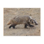 Badger Walking Postcard