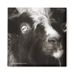 Bagot Goat Photo Old Style - Animal Magnets