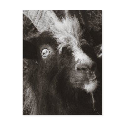 Bagot Goat Portrait Old Style - Animal Photography Post Cards by SnapiKat