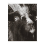 Bagot Goat Portrait Old Style - Animal Photography postcards