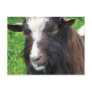Bagot Goat | Rare Breed Postcards