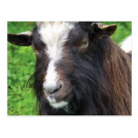 Bagot Goat | Rare Breed Postcards