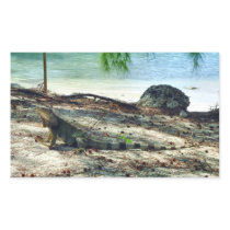 Bahama Iguana Sticker