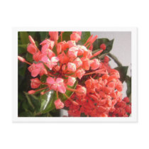 Bahamian Flowers Postcard