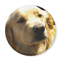 Bailey the Golden Retriever Magnet