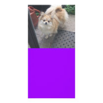 Bailey the Pomeranian Designed Book Mark