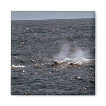 Baird's beaked whale fridge magnets