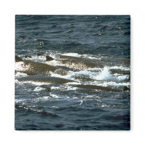 Baird's beaked whale magnets