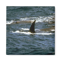 Baird's beaked whale refrigerator magnets