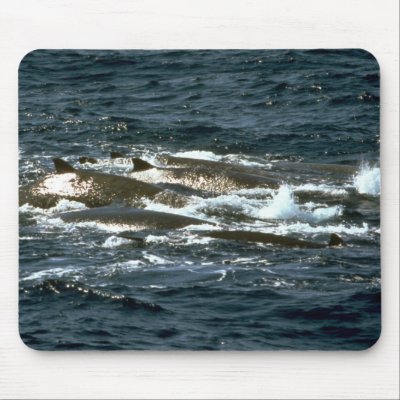 Baird's beaked whale mouse pads by lolanimals