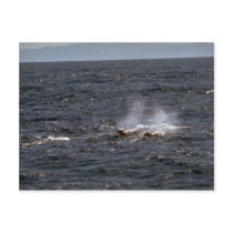 Baird's beaked whale postcards