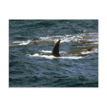 Baird's beaked whale post card
