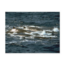 Baird's beaked whale post cards