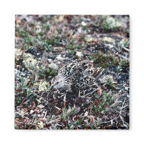 Baird's Sandpiper Camouflaged Refrigerator Magnets