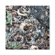 Baird's Sandpiper Chicks well Camouflaged Magnets