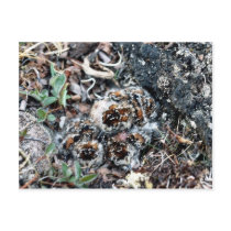 Baird's Sandpiper Chicks well Camouflaged Postcard