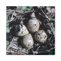 Baird's Sandpiper Nest with Eggs Fridge Magnets