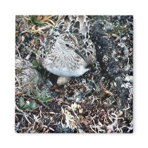 Baird's Sandpiper on Nest Magnet